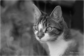 <p>Mia</p>